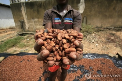 코코아 가격 급락…6일째 하락세 지속