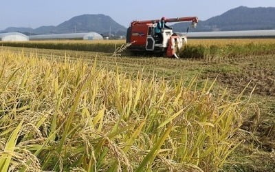 수출 빗장 푸는 인도…치솟은 국제 쌀 값 떨어질까